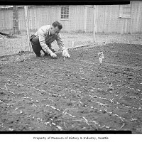 Internee planting garden at Camp Harmony, Puyallup, 1942